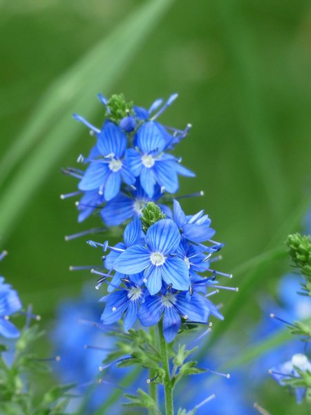 Вероника растение голубая Полева