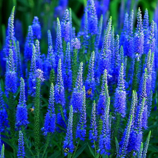 Вероника колосистая голубая