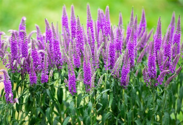 Многолетники Вероника длиннолистная