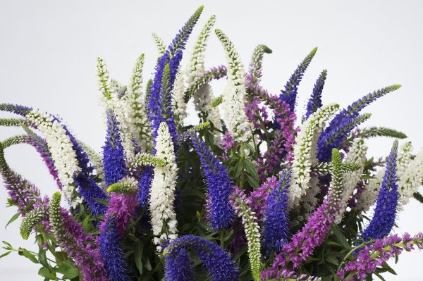 Вероника колосковая Mix