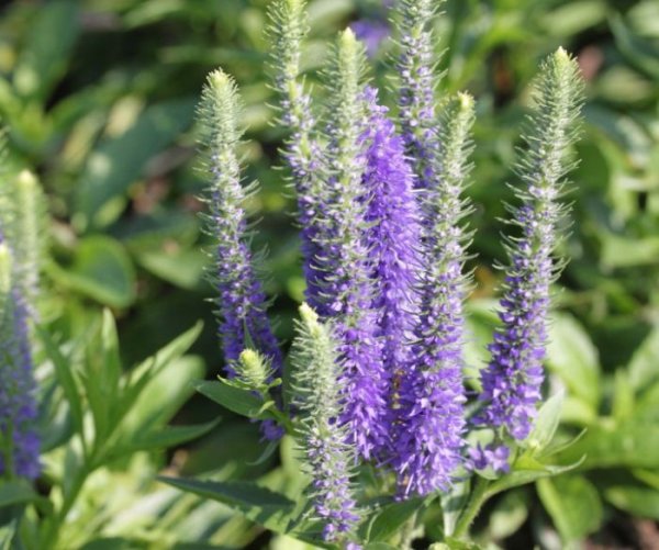 Вероника колосковая