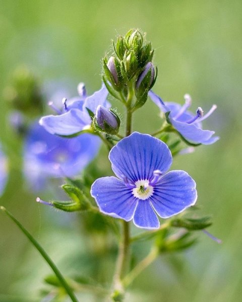 Цветок Вероника Дубравная
