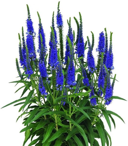 Вероника колосковая Блю Петер