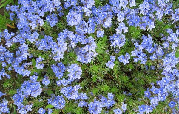 Вероника ползучая растение