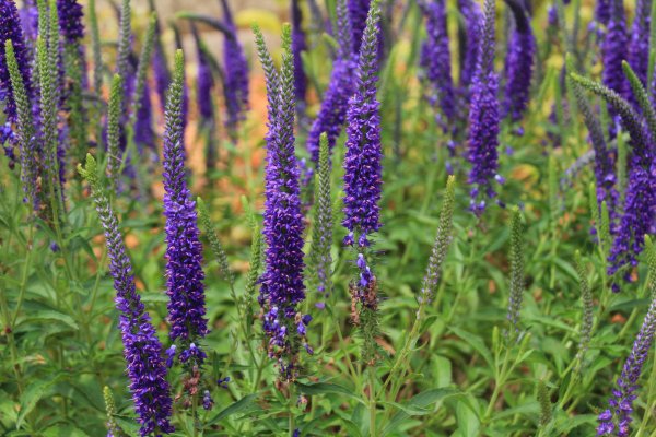 Вероника длиннолистная (Veronica longifolia)
