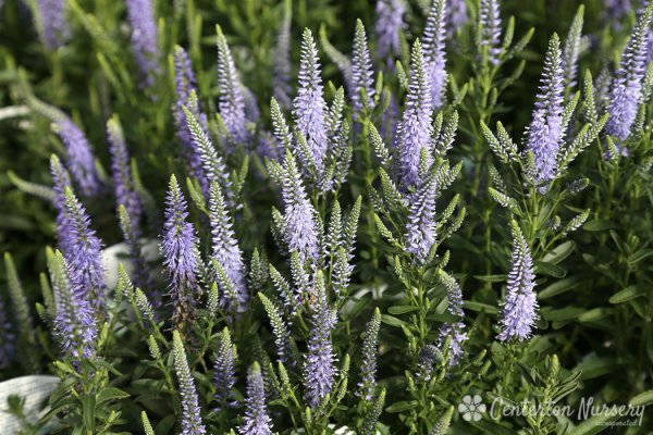 Вероника длиннолистная "Блю"