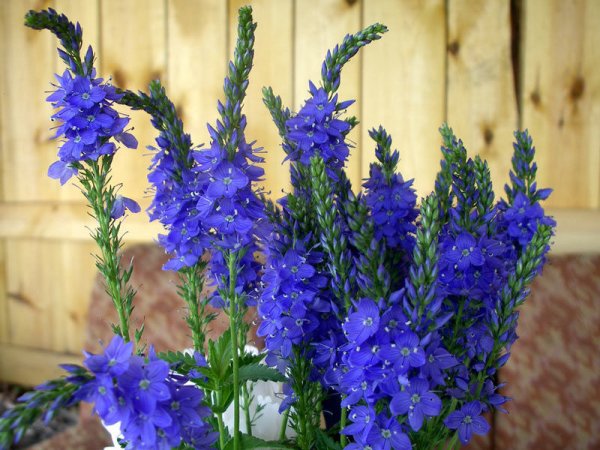 Вероника Роял Блю