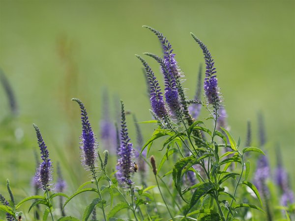 Вероника длиннолистная цветок
