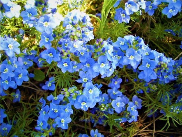 Вероника армянская почвопокровная