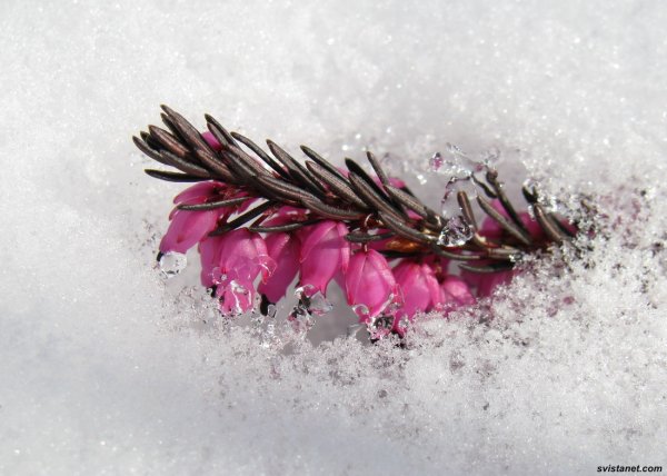 Цветы припорошенные снегом