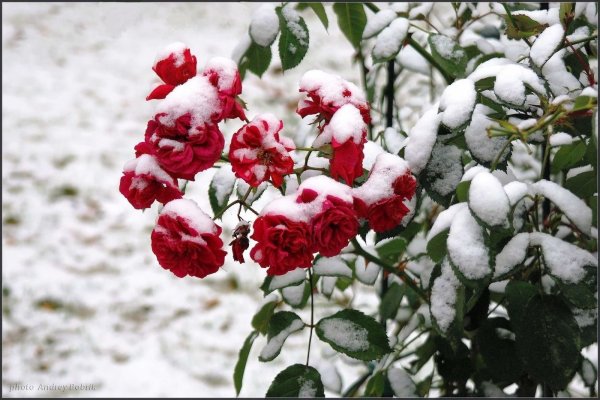 Куст розы в снегу