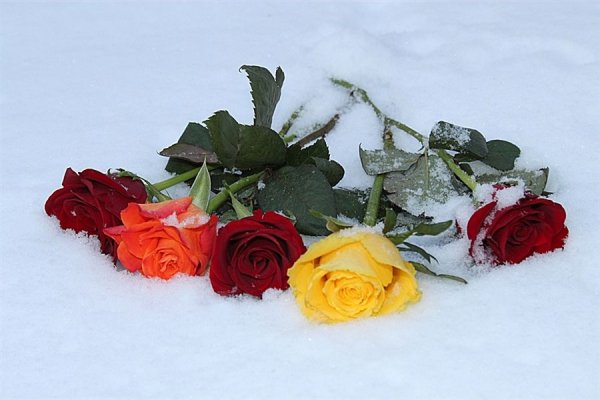 Цветы зимой