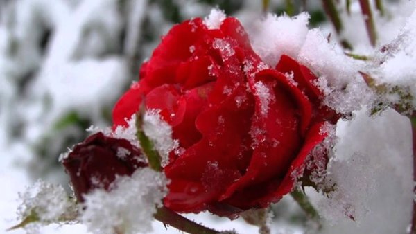 Красивые зимние цветы