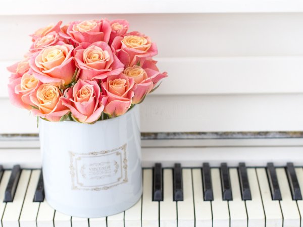 Роза Хэппи пиано Happy Piano