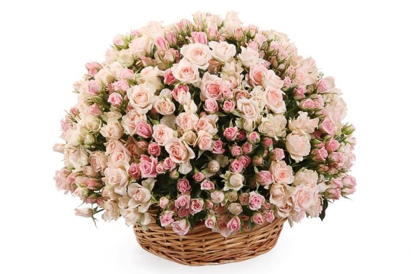 Роза кустовая Dinara