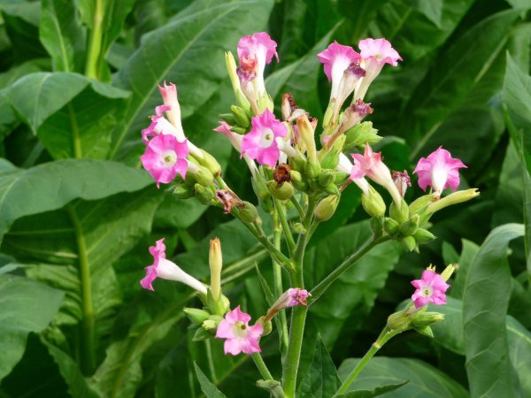 Растения Nicotiana