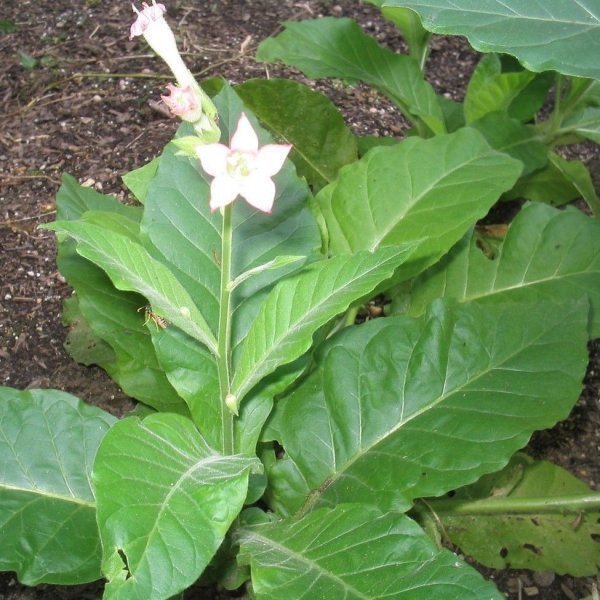 Никотиана табакум