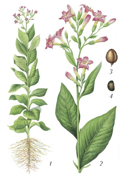 Табак Пасленовые