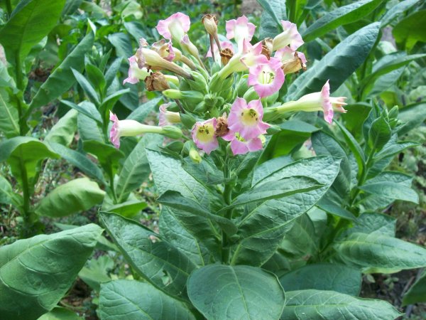 Табак Nicotiana tabacum