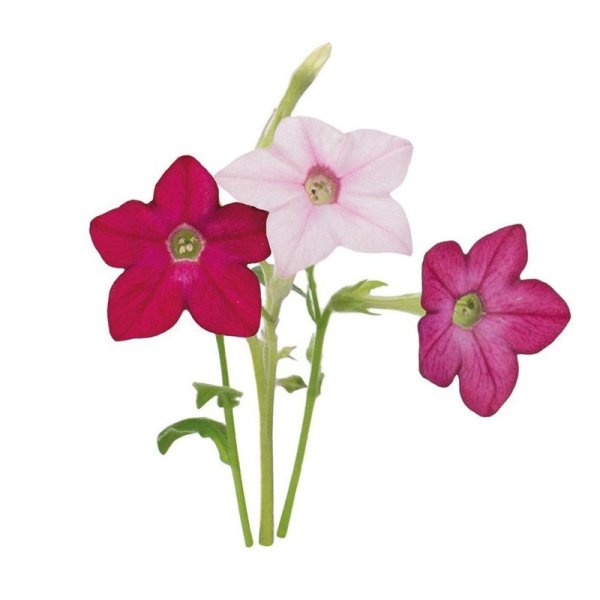 Табак душистый