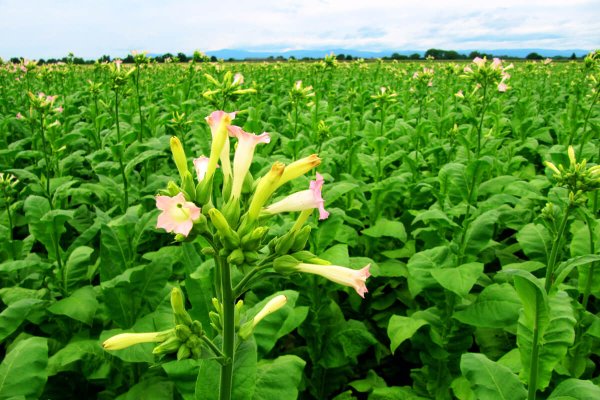 Табак курительный цветет