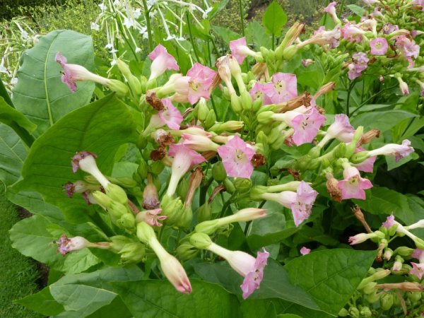 Табак Nicotiana tabacum
