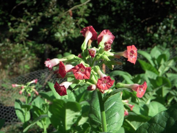 Растение Nicotiana tabacum