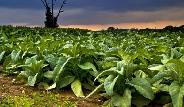 Табак растение Китай