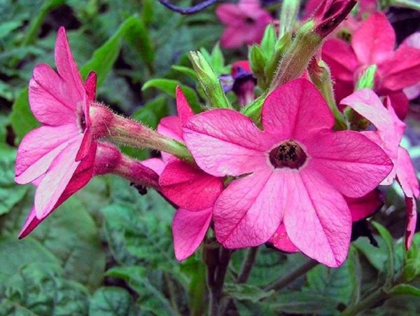 Табак душистый (Nicotiana alata)