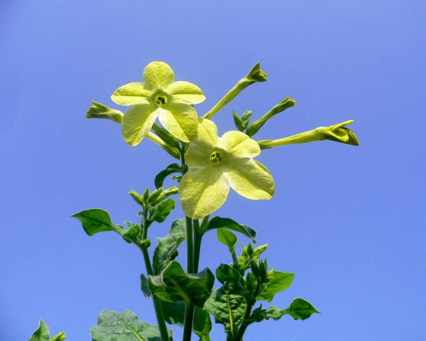 Растение табак махорка