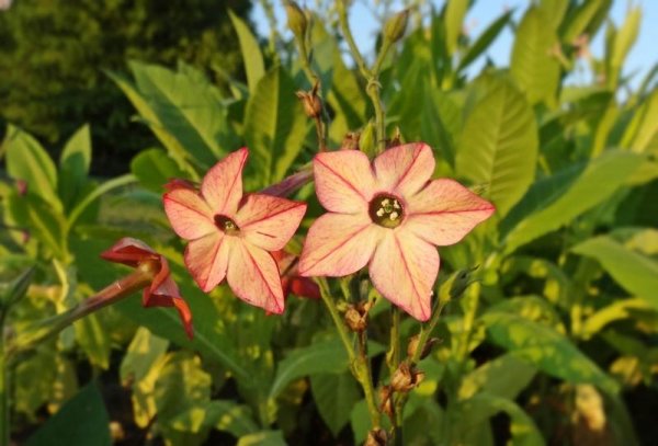 Растение табак махорка