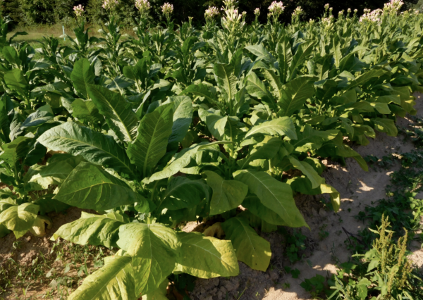 Табак крылатый (Nicotiana alata)