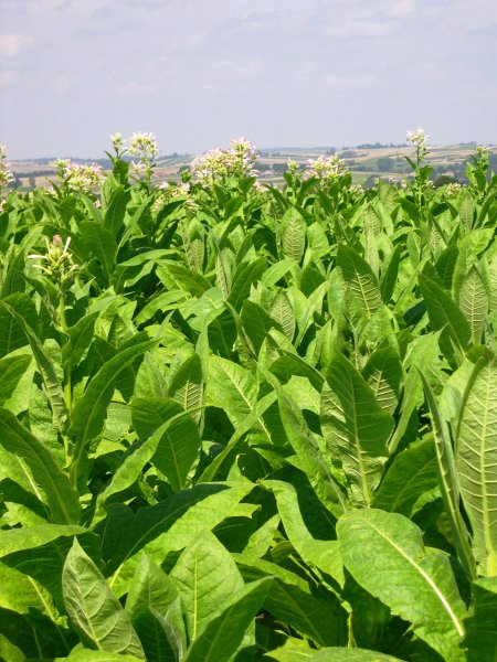 Nicotiana mutabilis