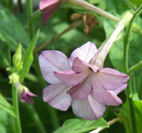 Табак душистый лаймовый Жасмин