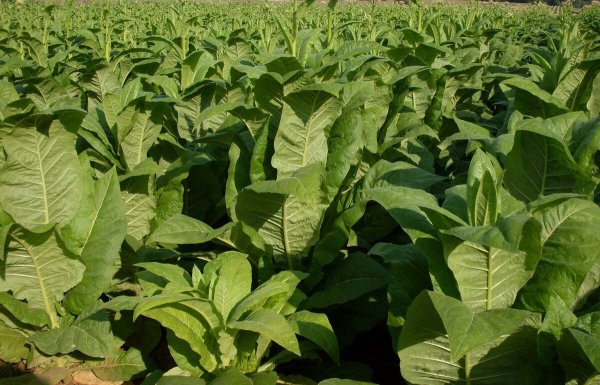 Табак широколистный