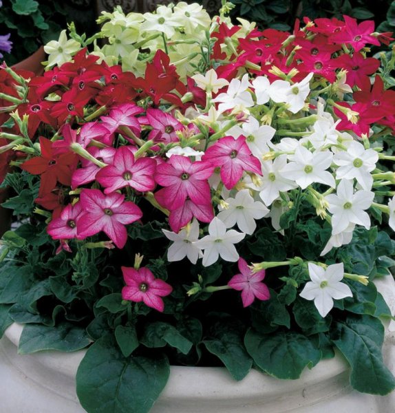 Табак душистый (Nicotiana alata)