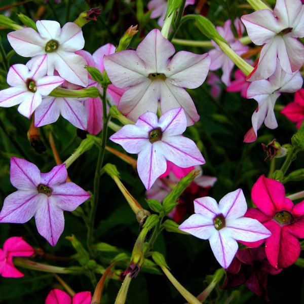 Табак душистый (Nicotiana alata)