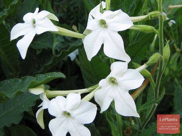 Табак однолетник