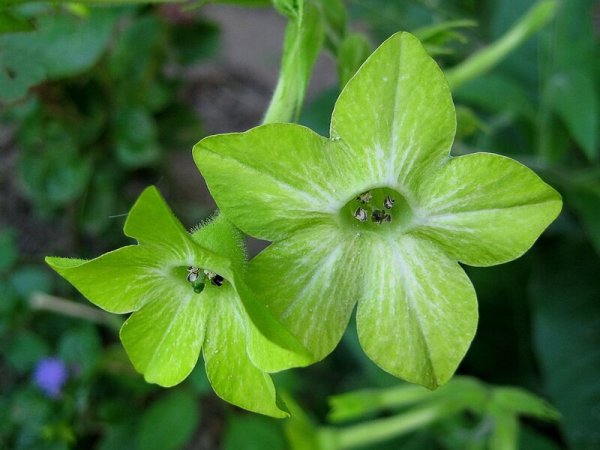 Растение табак курительный