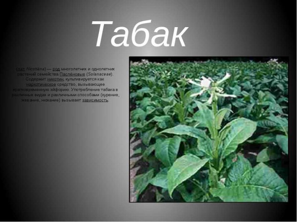 Табак Куба плантации