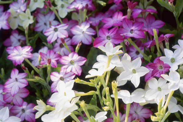 Сем. Пасленовые Solanaceae табак крылатый Nicotiana alata