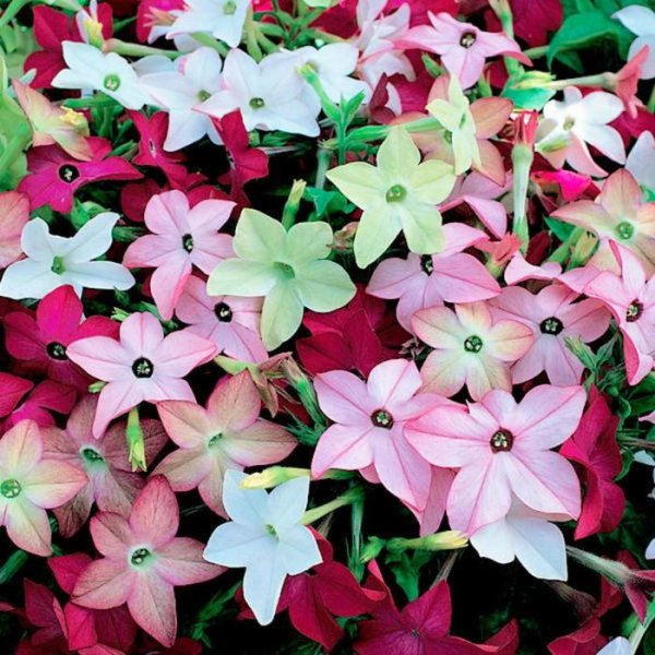 Табак душистый Сенсейшн микс