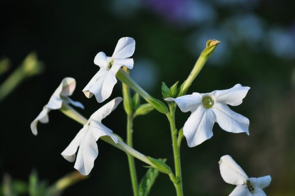 Ройбос черный весенний