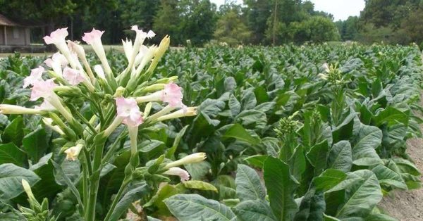 Табак душистый