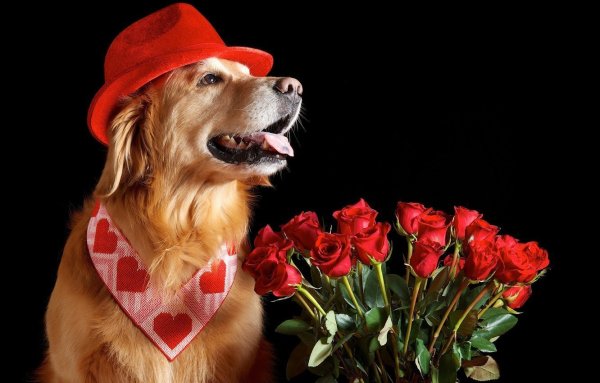 Собака с цветком в зубах