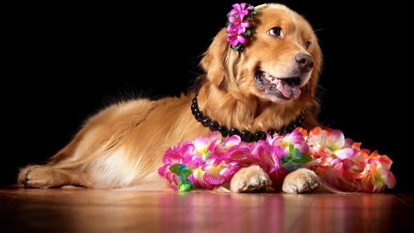 Собака с цветами