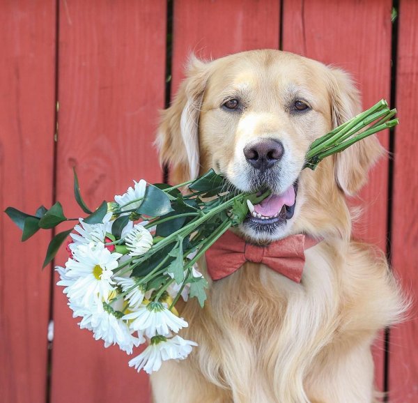 Лабрадор с цветами