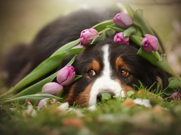 Собака с цветком в зубах