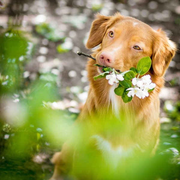 Щенки Акита-ину американская Акита