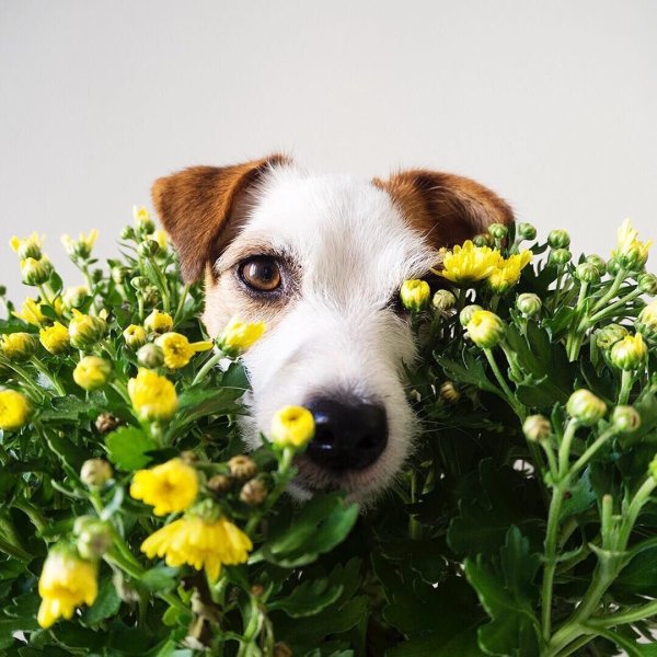 Щенок с цветами